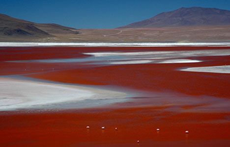 to_laguna_colorado-bolivia.jpg